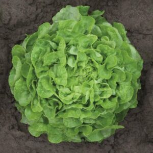 Alface Mimosa PLEASANCE