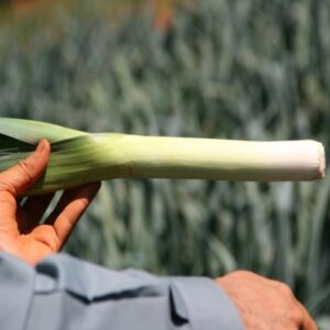 Alho-porró LANCELOT