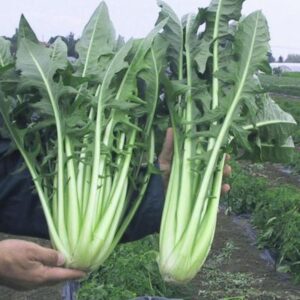 ALMEIRAO-CATALOGNA-PUNTO-BEJO-EVO-AGRO Almeirão Catalogna PUNTO