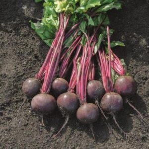 BETERRABA-BAZZU-BEJO-EVO-AGRO Beterraba BAZZU