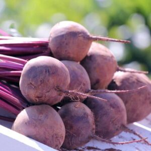 BETERRABA-BETTOLLO-BEJO-EVO-AGRO Beterraba BETTOLLO