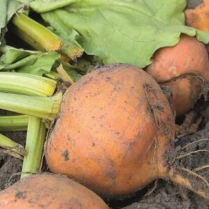 BETERRABA-BOLDOR-BEJO-EVO-AGRO Beterraba BOLDOR