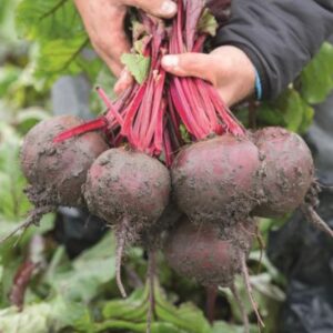 Beterraba MANZU