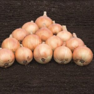 CEBOLA-ALVARA-BEJO-EVO-AGRO Cebola ALVARA