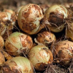 CEBOLA-HIBRIDA-MARAGOGI-BEJO-EVO-AGRO Cebola MARAGOGI