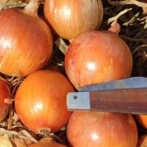 CEBOLA-HIBRIDA-TRANCOSO-BEJO-EVO-AGRO Cebola TRANCOSO