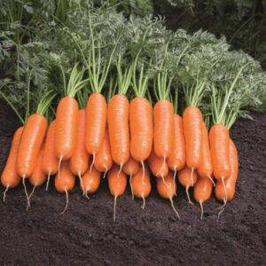 CENOURA-BELGRADO-BEJO-EVO-AGRO Cenoura BELGADO