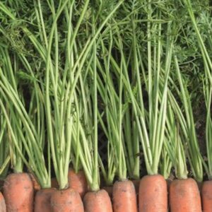 CENOURA-BERMUDA-BEJO-EVO-AGRO Cenoura BERMUDA