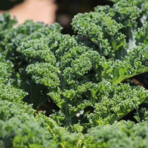 Couve Crespa Darkibor