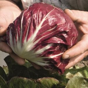 Radicchio Leonardo