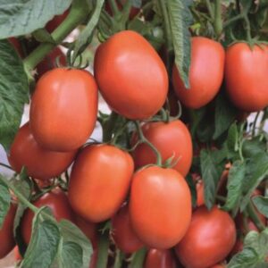 Tomate Jaliscience